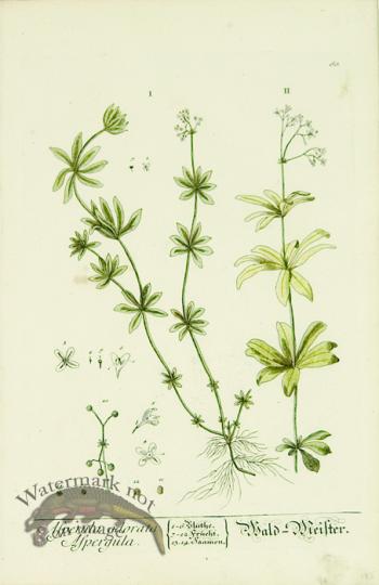 Blackwell German 243